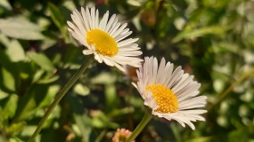 两朵漂亮野雏菊图片